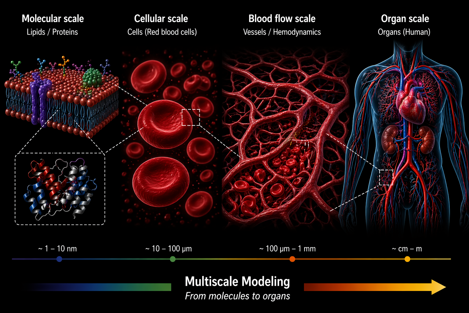 Multiscale Biological Modeling and Simulation